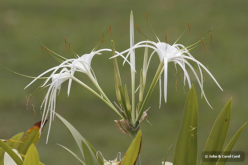 J01_1846 Spider Lily.JPG